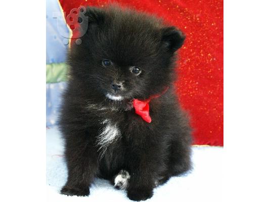 PoulaTo: Λατρευτός Pomeranian κουτάβι έτοιμη για ένα νέο σπίτι